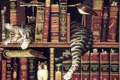 Gatto in biblioteca