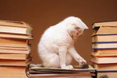 Gatto tra i libri